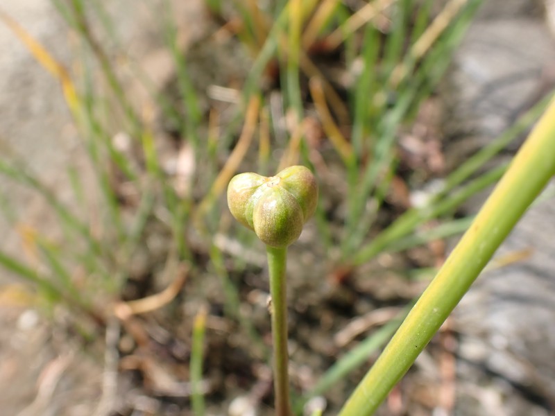 Citron Zephyrlily photo 5