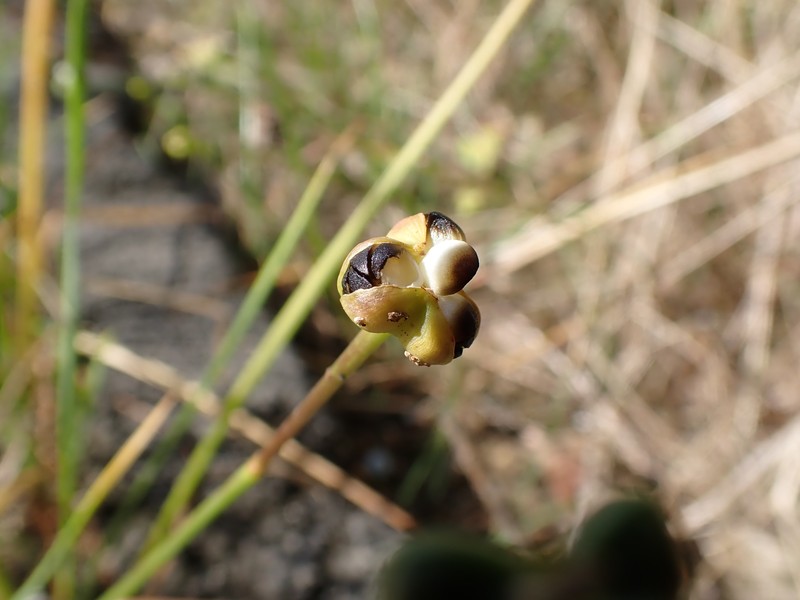 Citron Zephyrlily photo 6