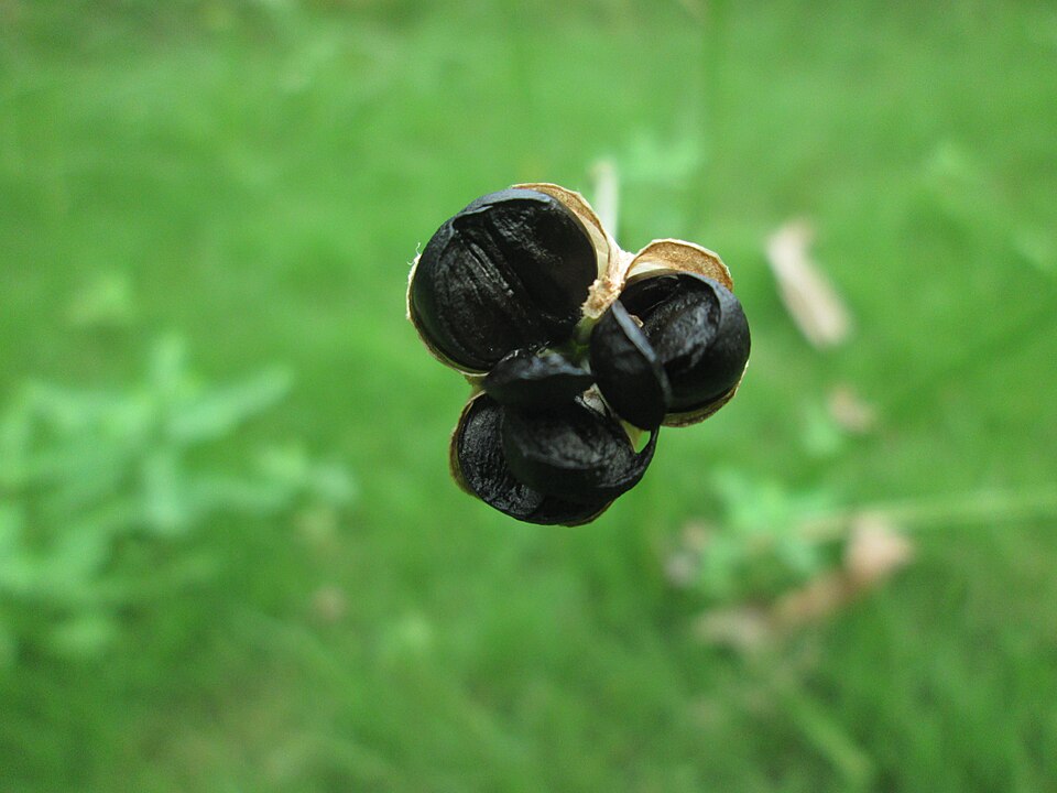 Citron Zephyrlily photo 8
