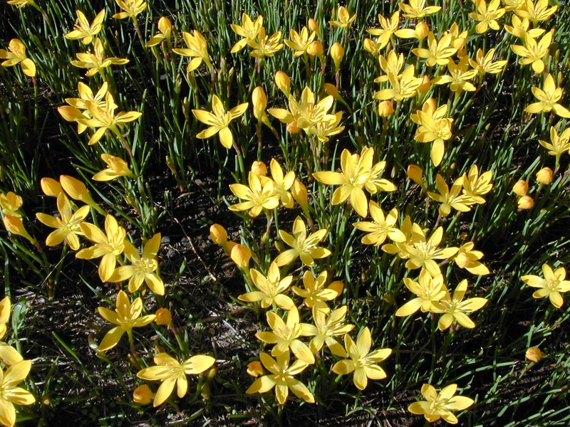 Citron Zephyrlily photo 2