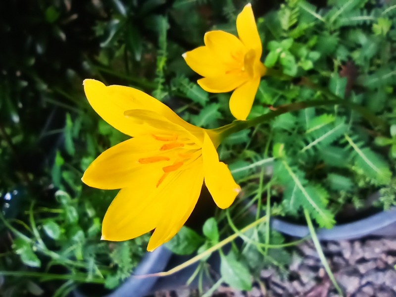 Citron Zephyrlily photo 3