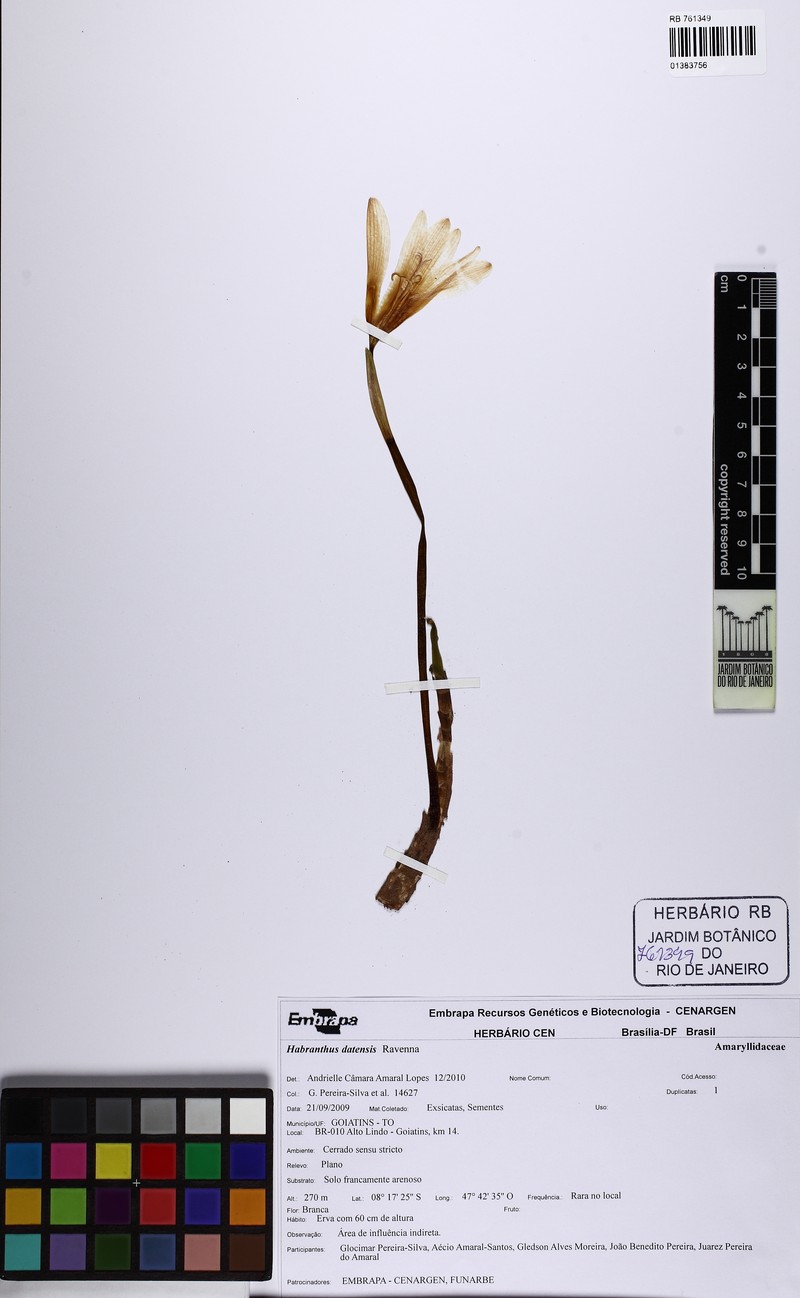 Zephyranthes datensis