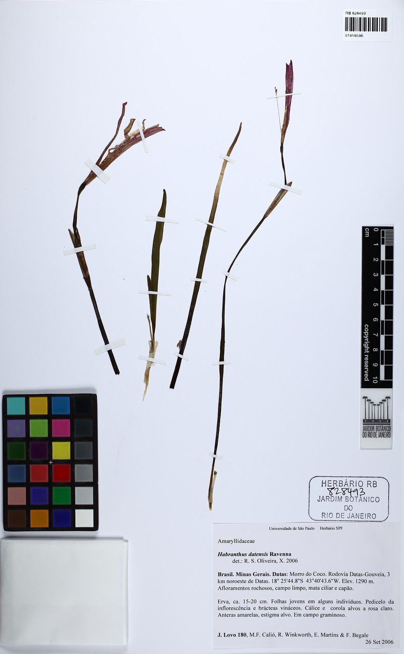 Zephyranthes datensis photo 2