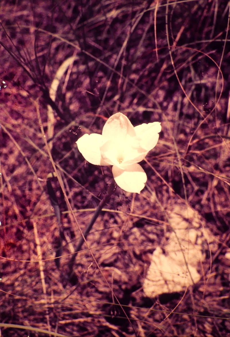Prairie Lily