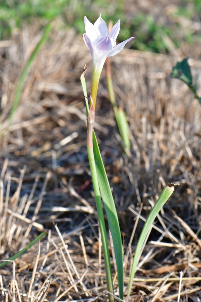 Prairie Lily photo 2