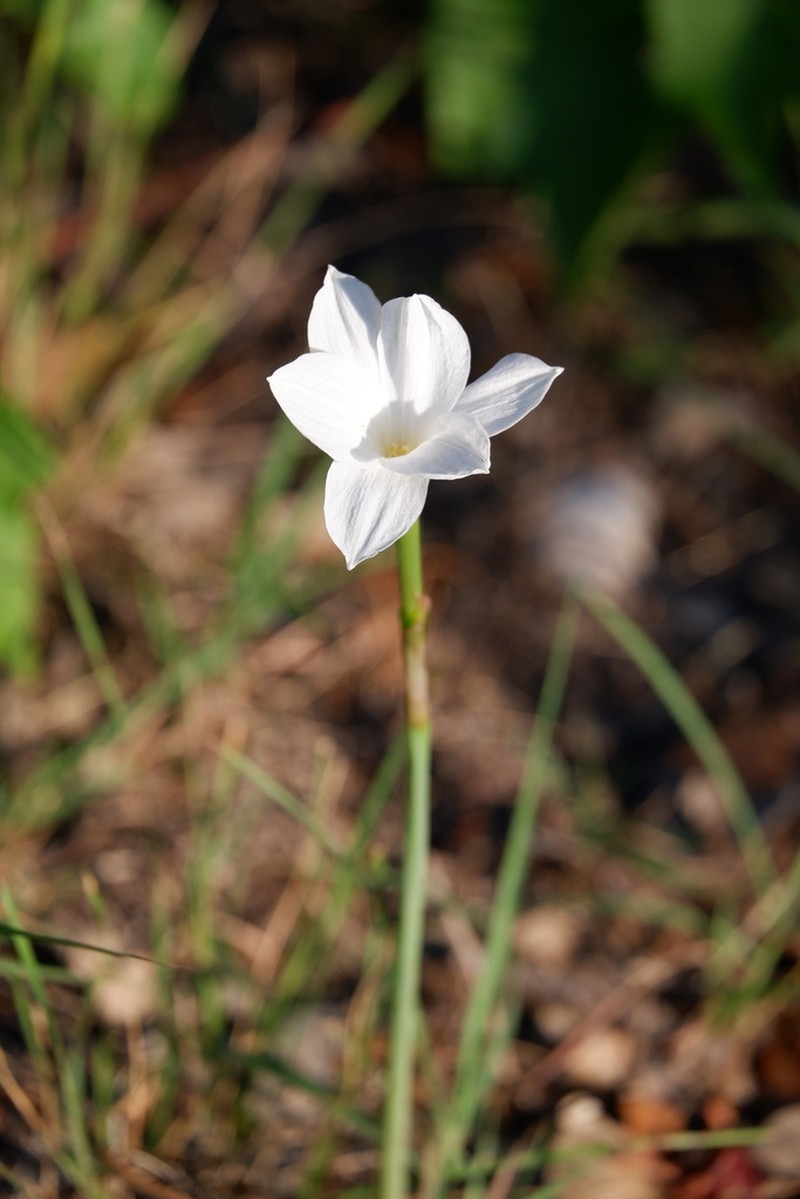 Prairie Lily photo 3