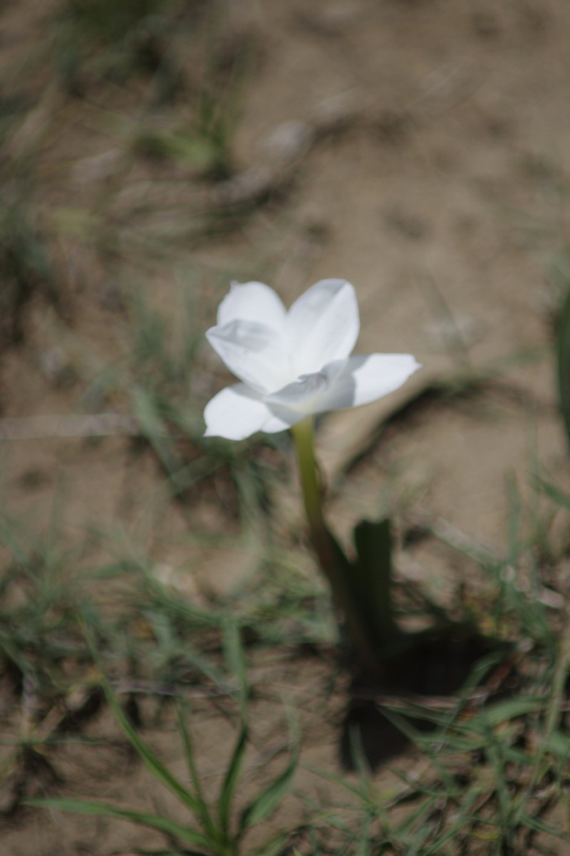 Prairie Lily photo 4