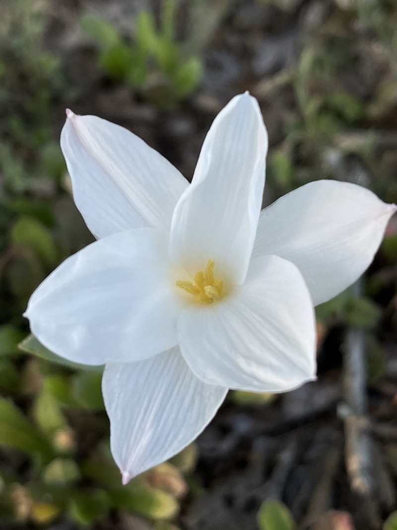 Prairie Lily photo 5