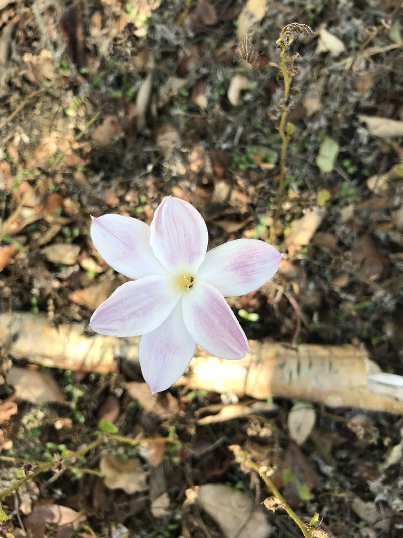 Prairie Lily photo 6
