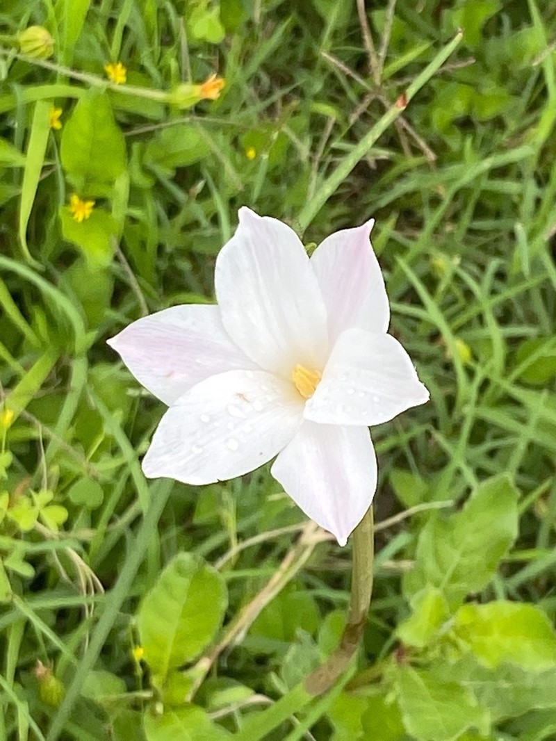 Prairie Lily photo 7