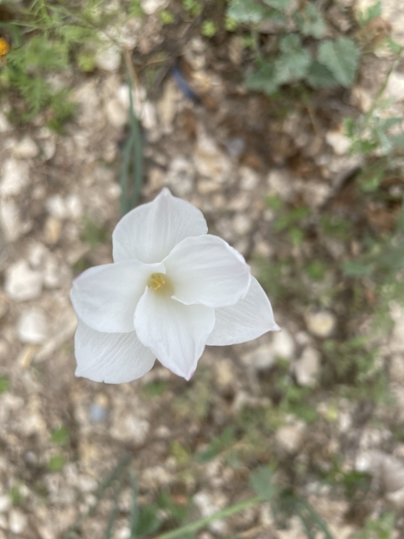 Prairie Lily photo 8