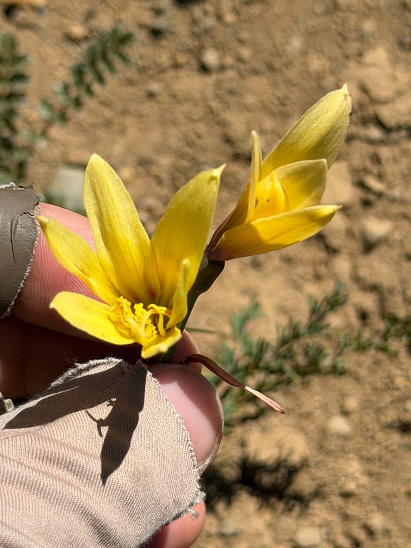Zephyranthes elwesii