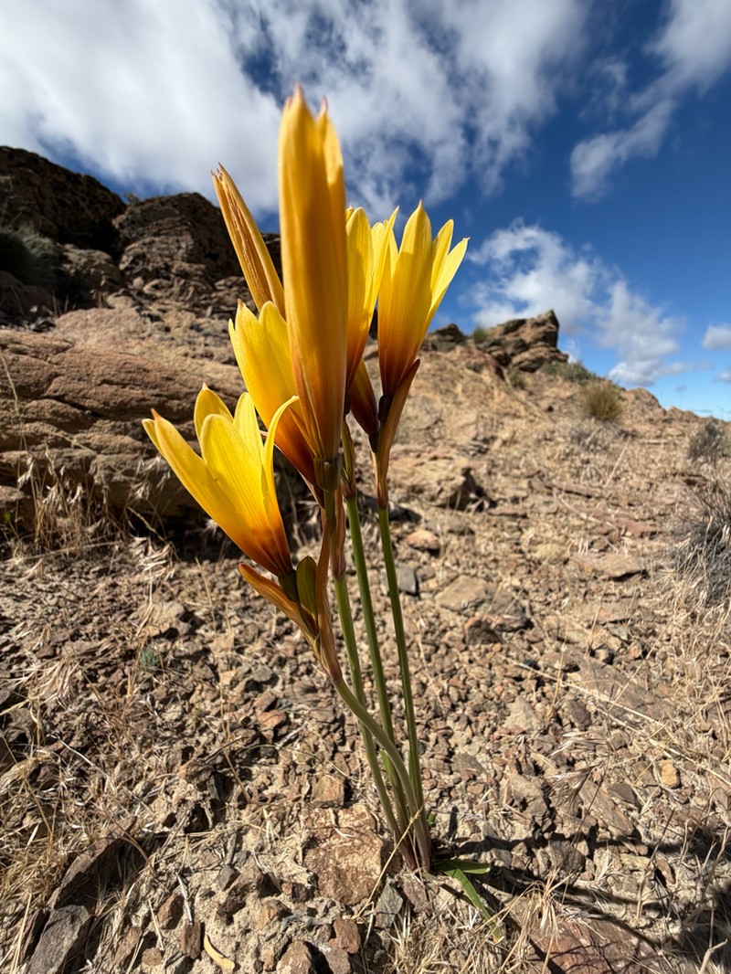 Zephyranthes elwesii photo 2