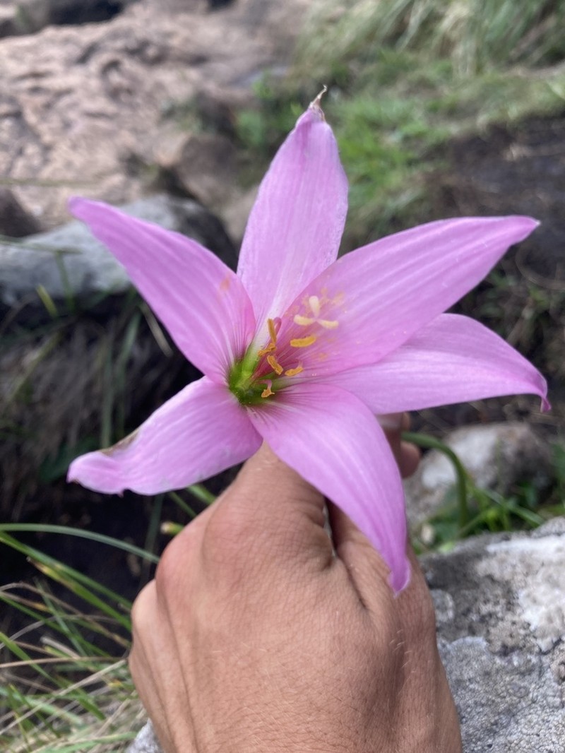 Zephyranthes estensis photo 2