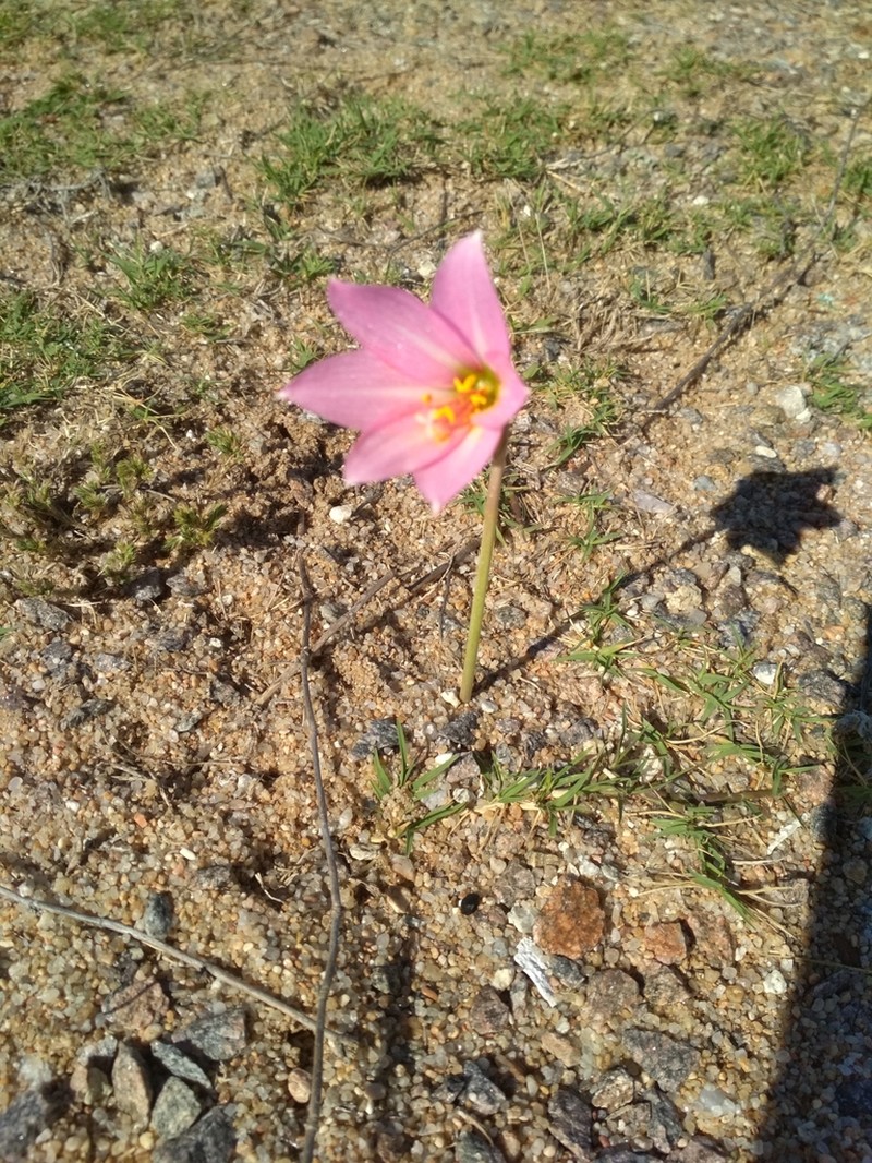 Zephyranthes estensis photo 3