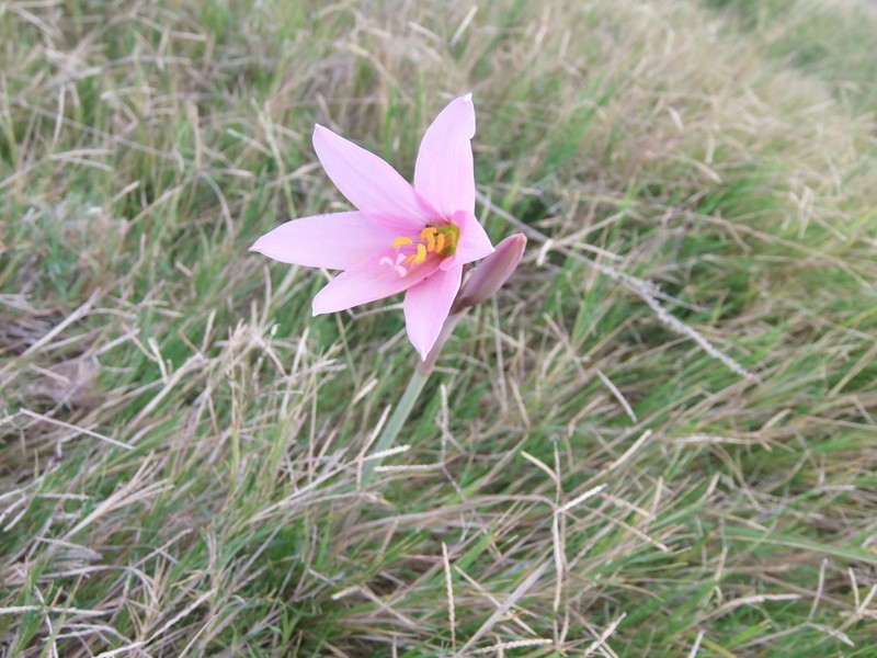 Zephyranthes estensis photo 4