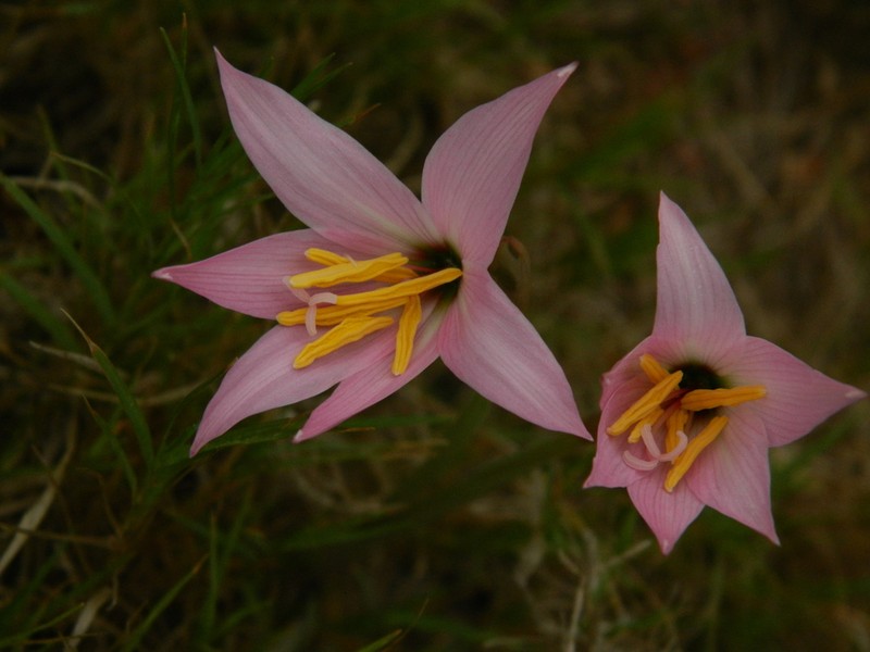 Zephyranthes estensis photo 5