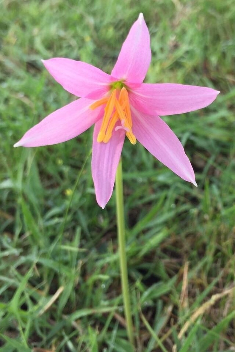 Zephyranthes estensis photo 6