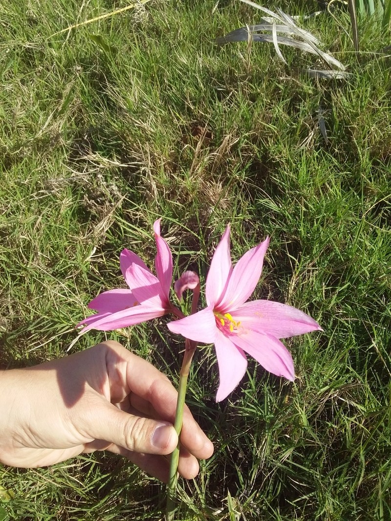 Zephyranthes estensis photo 7