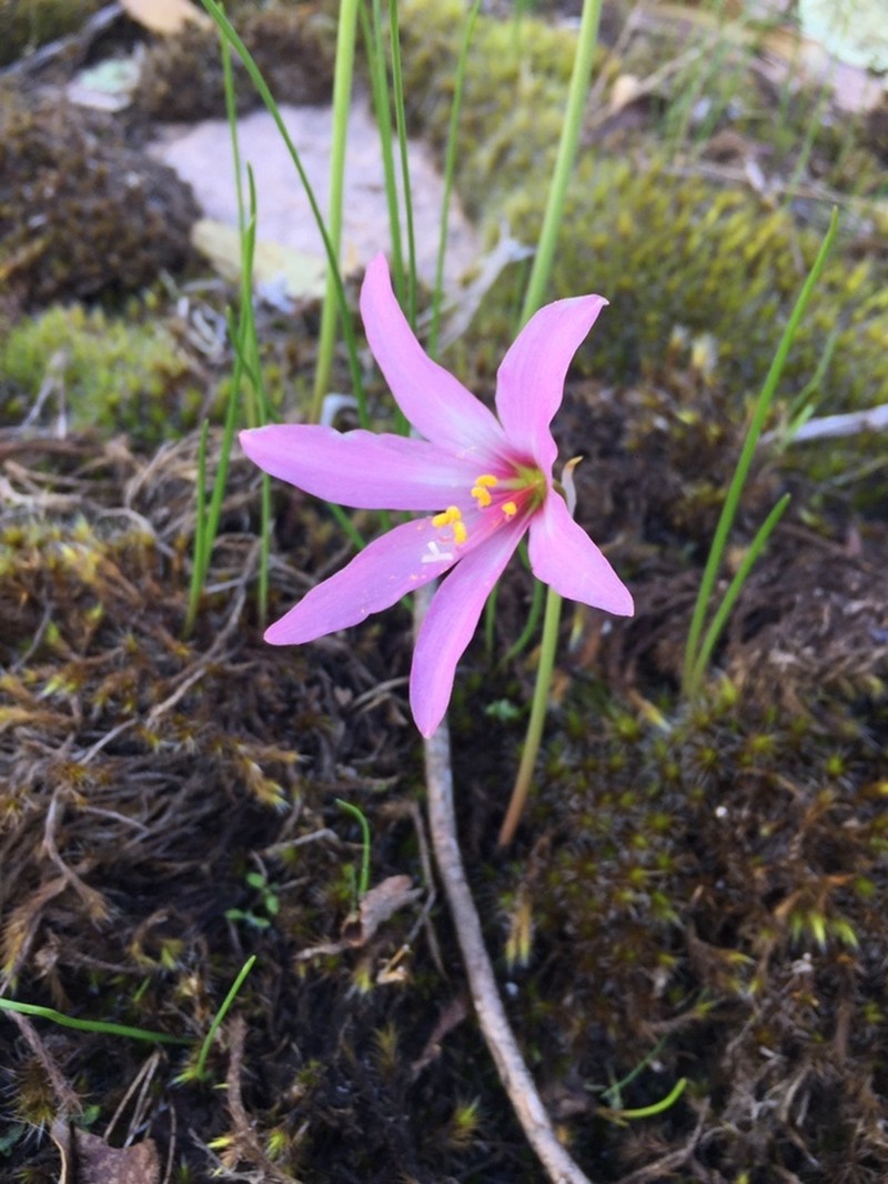 Zephyranthes estensis photo 8