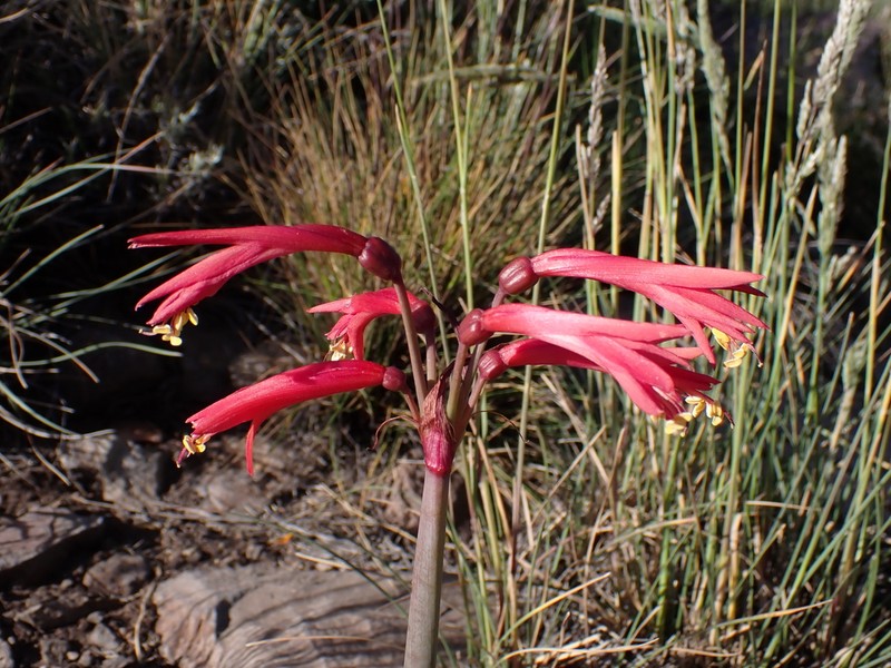 Zephyranthes graciliflora photo 3