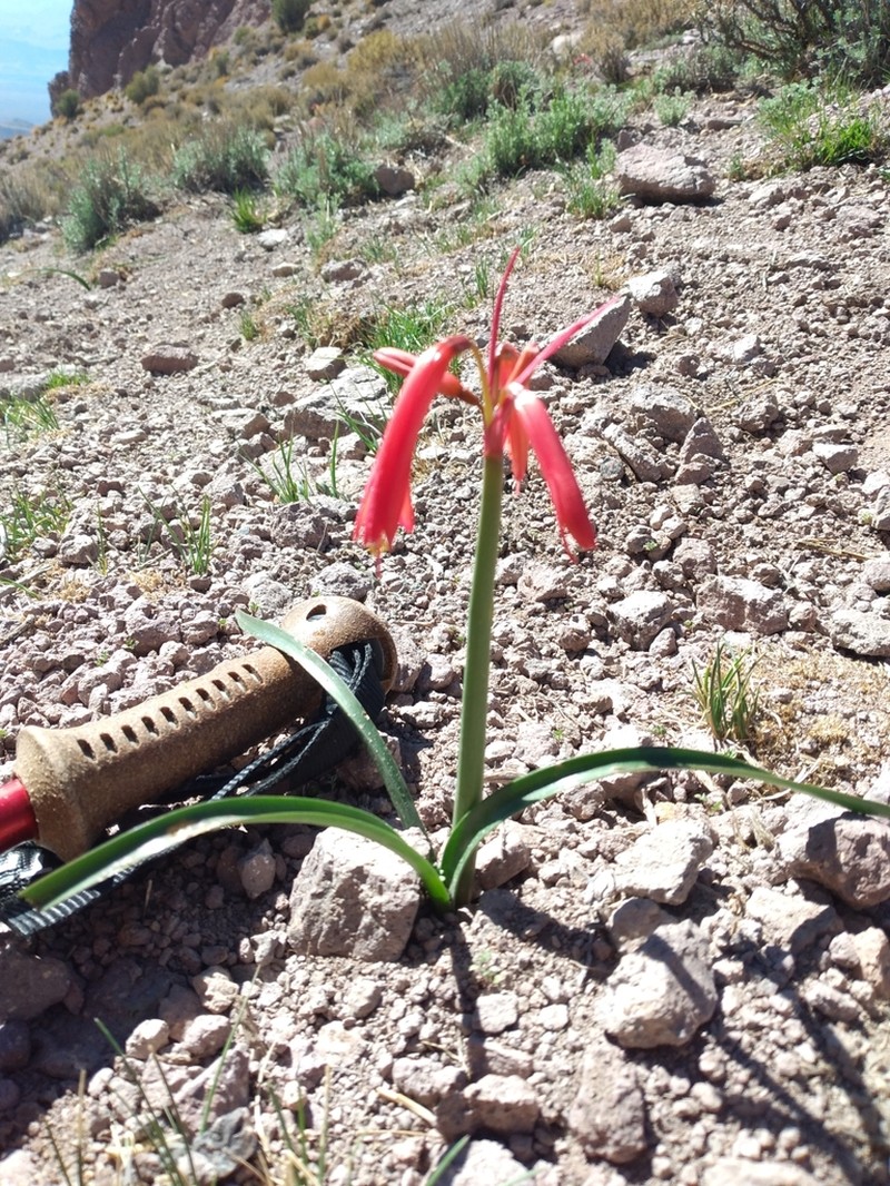 Zephyranthes graciliflora photo 4
