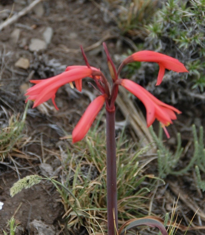 Zephyranthes graciliflora photo 5