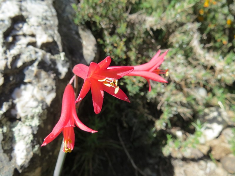 Zephyranthes graciliflora photo 6