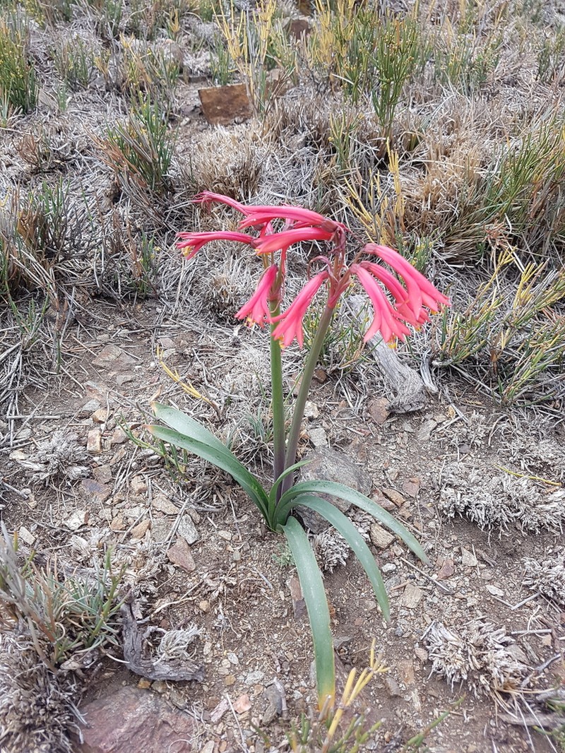 Zephyranthes graciliflora photo 7