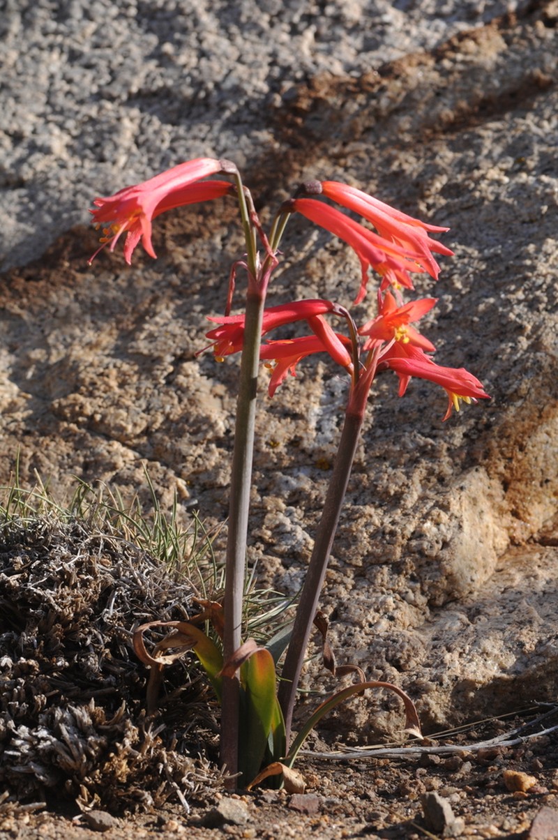 Zephyranthes graciliflora photo 8