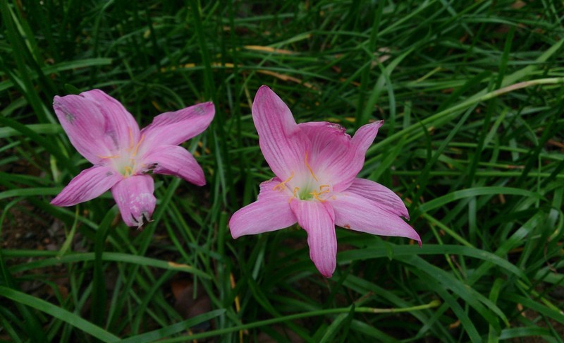 Rosepink Zephyrlily photo 2