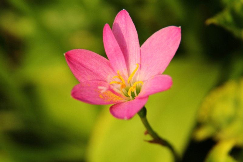 Rosepink Zephyrlily photo 3