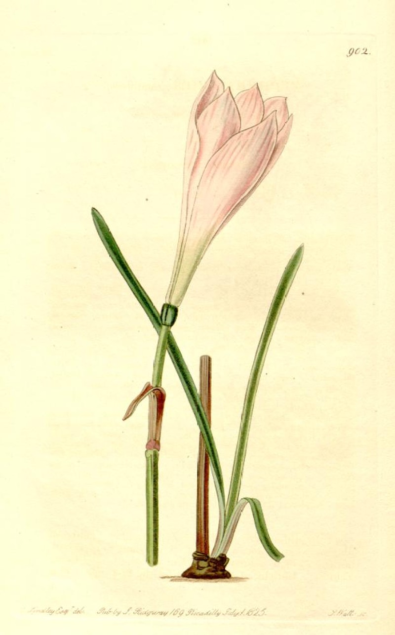Rosepink Zephyrlily