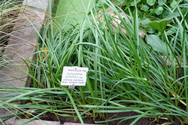 Rosepink Zephyrlily photo 4