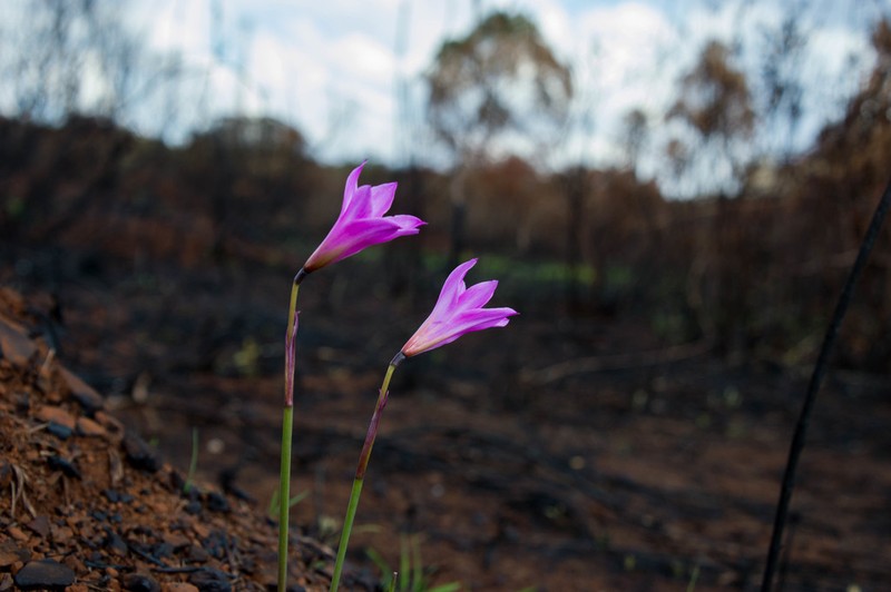 Zephyranthes irwiniana