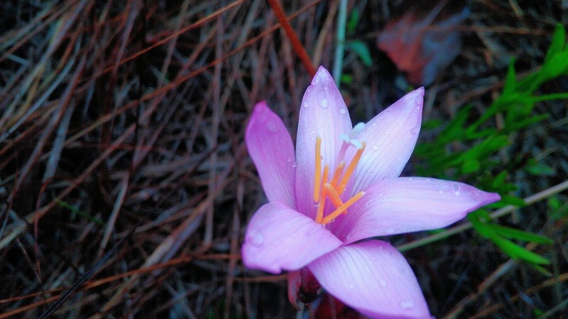 Zephyranthes irwiniana photo 2