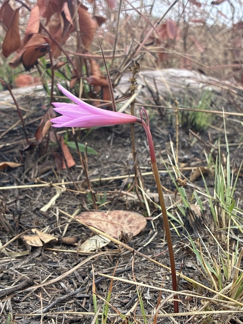 Zephyranthes irwiniana photo 3