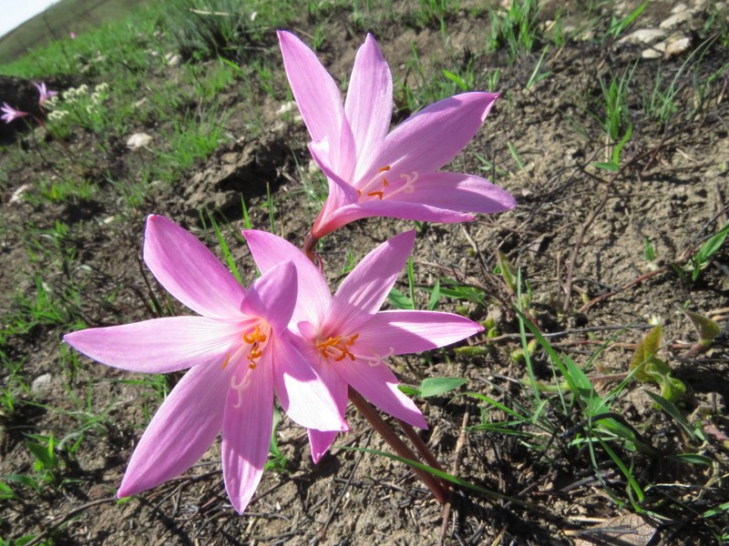 Zephyranthes irwiniana photo 4