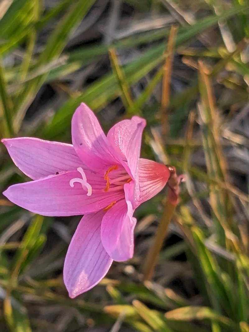Zephyranthes irwiniana photo 5
