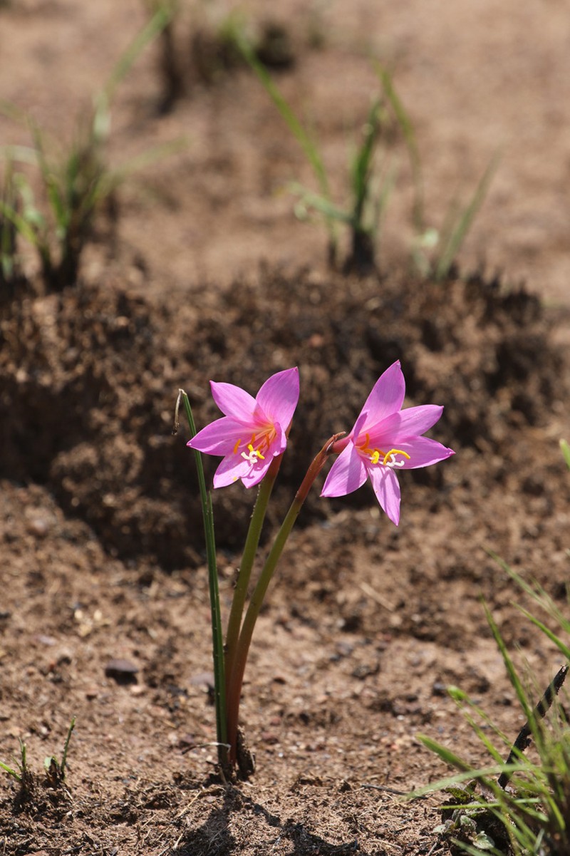 Zephyranthes irwiniana photo 6