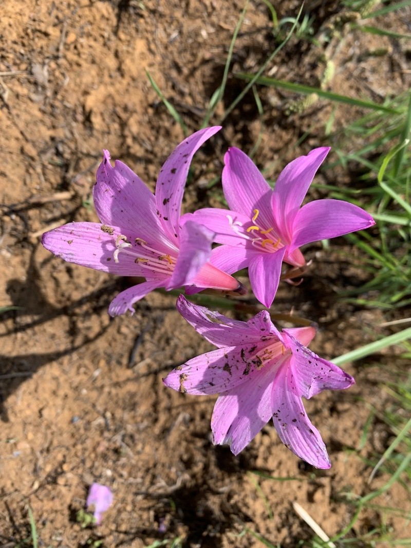 Zephyranthes irwiniana photo 7