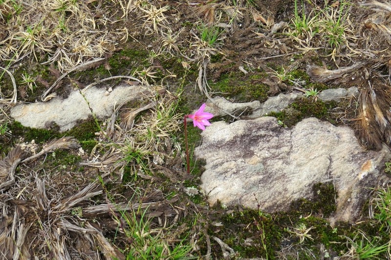 Zephyranthes irwiniana photo 8