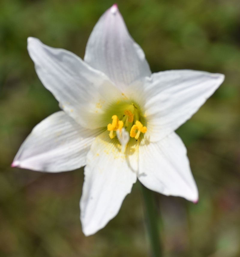 Zephyranthes ita-andivi