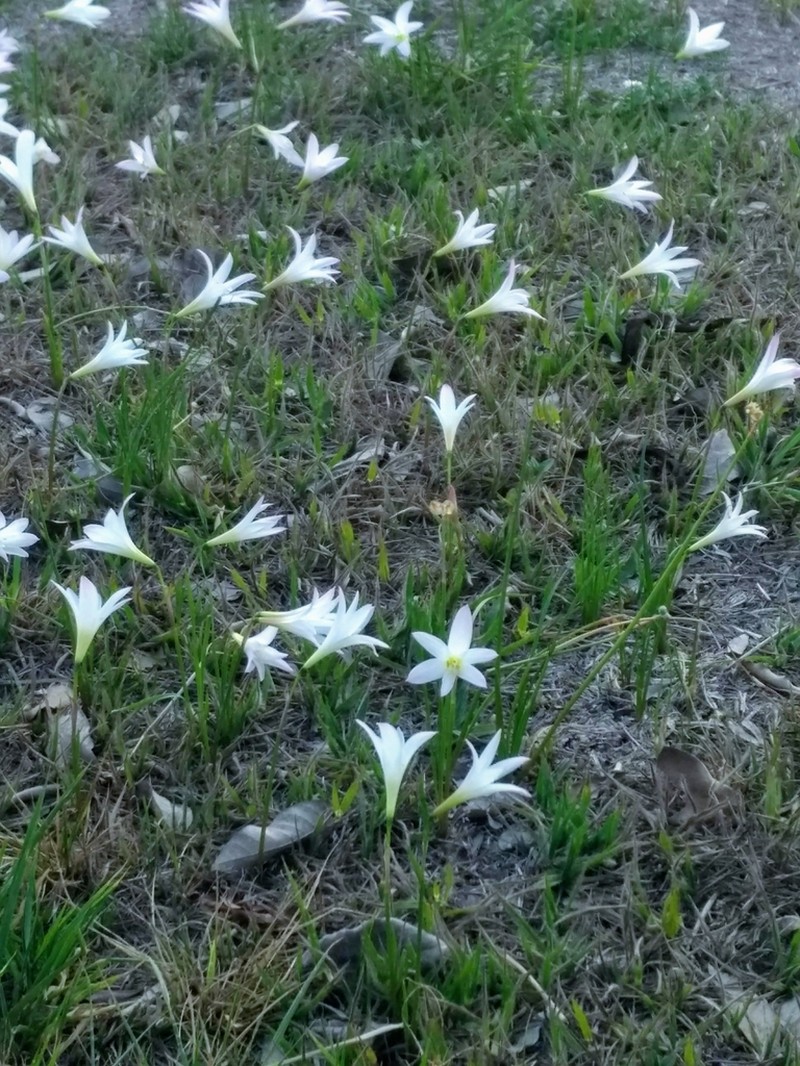 Zephyranthes itaobina