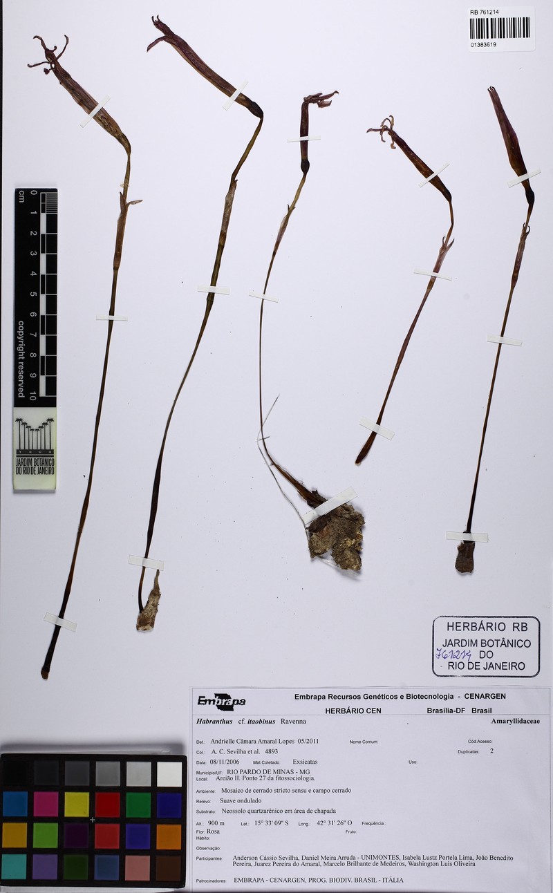 Zephyranthes itaobina photo 2
