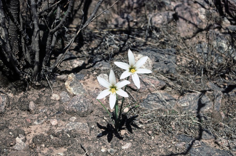Zephyranthes jamesonii