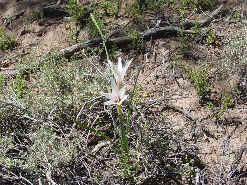 Zephyranthes jamesonii photo 2