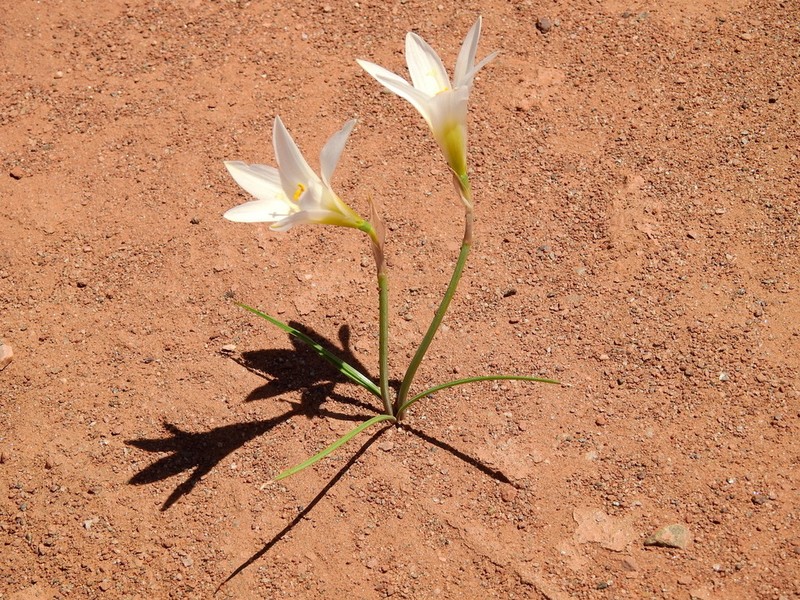 Zephyranthes jamesonii photo 3