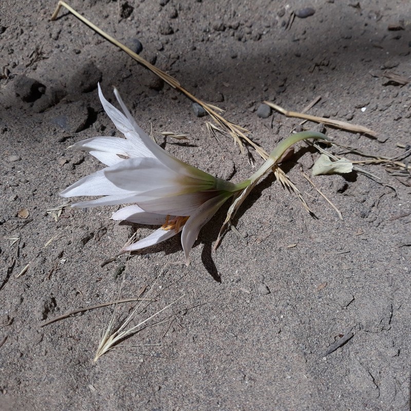 Zephyranthes jamesonii photo 5