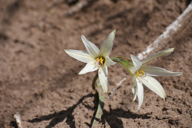 Zephyranthes jamesonii photo 6